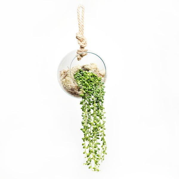Wiszące terrarium z roślinami String of Peas