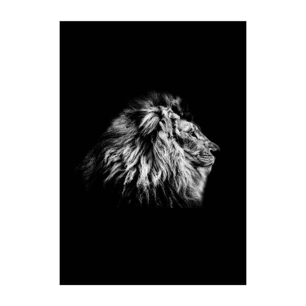 Plakat Imagioo Lion, 40x30 cm