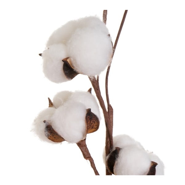 Suszona roślina (wysokość 55 cm) Cotton – Casa Selección-image-1