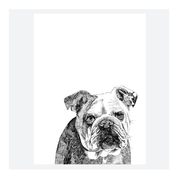 Plakat Leonard The British Bulldog, 30x40 cm