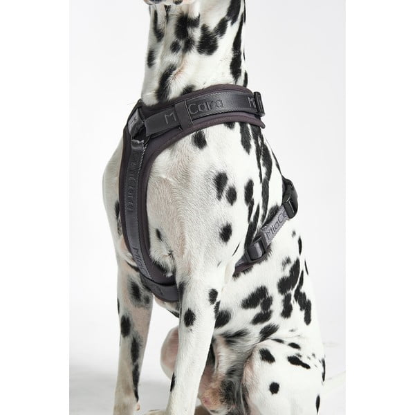 Ciemnoszare szelki dla zwierząt w rozmiarze L długość 42 cm Modena Asphalt L – MiaCara-image-2