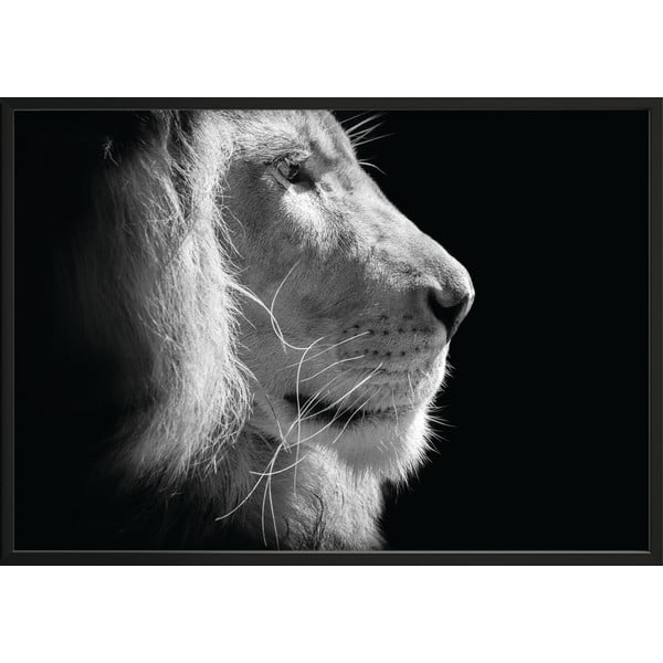 Czarno-biały plakat DecoKing Lion King, 100x70 cm