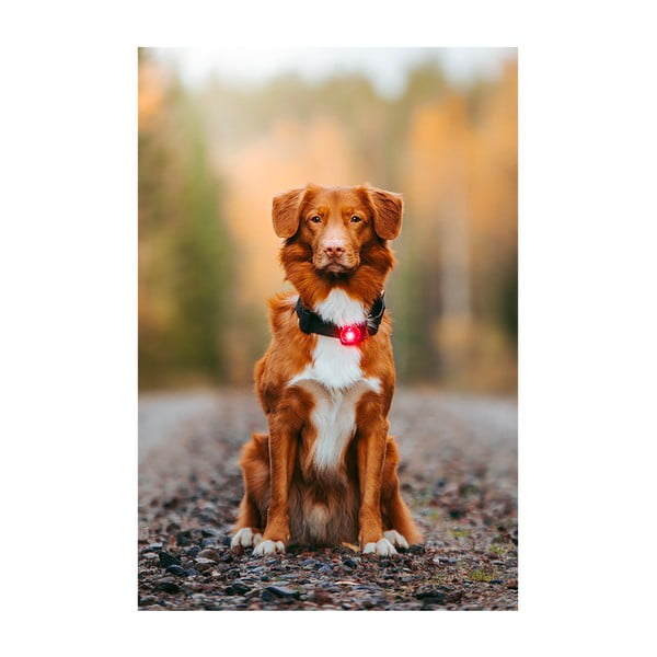 Lampka LED na obrożę Red – Orbiloc-image-3