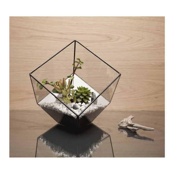 Terrarium z roślinami Aztec Cube DIY