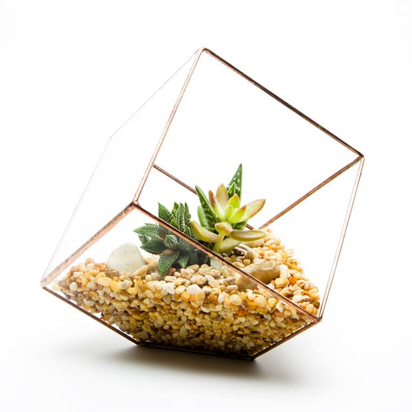 Terrarium z roślinami Cube Terrarium, w jasnej ramce