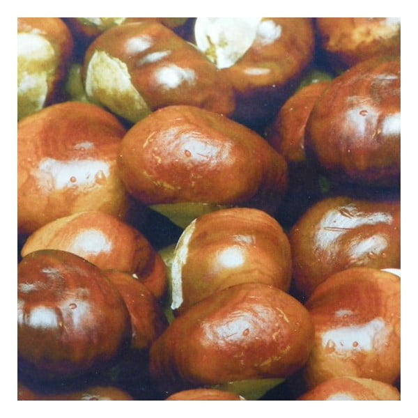 Poduszka Wood Chesnuts 50x50 cm-image-1