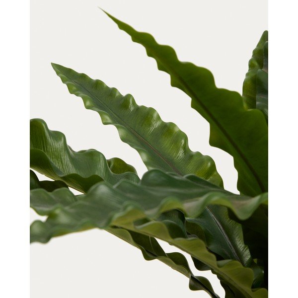 Sztuczny sukulent (wysokość 70 cm) Neottopteris – Kave Home-image-3