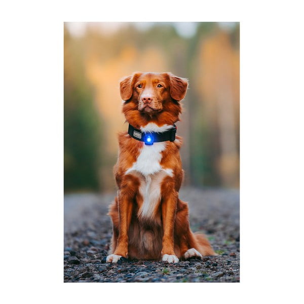 Lampka LED na obrożę Blue – Orbiloc-image-4