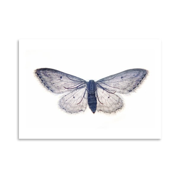 Plakat Americanflat Butterfly In Blue, 30x42 cm