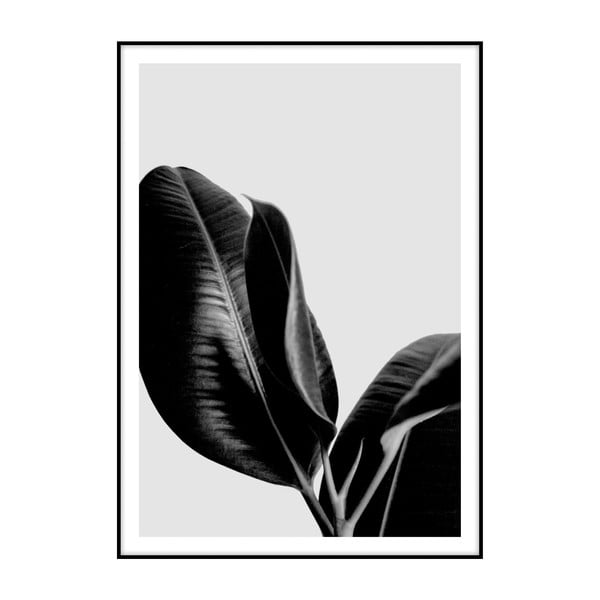 Plakat Imagioo Ficus, 40x30 cm