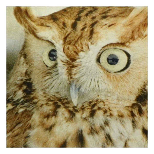 Poduszka Owl 50x50 cm-image-1