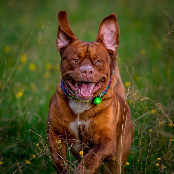 Lampka LED na obrożę Green – Orbiloc-image-1