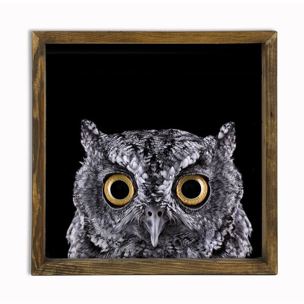Obraz Owl, 34x34 cm