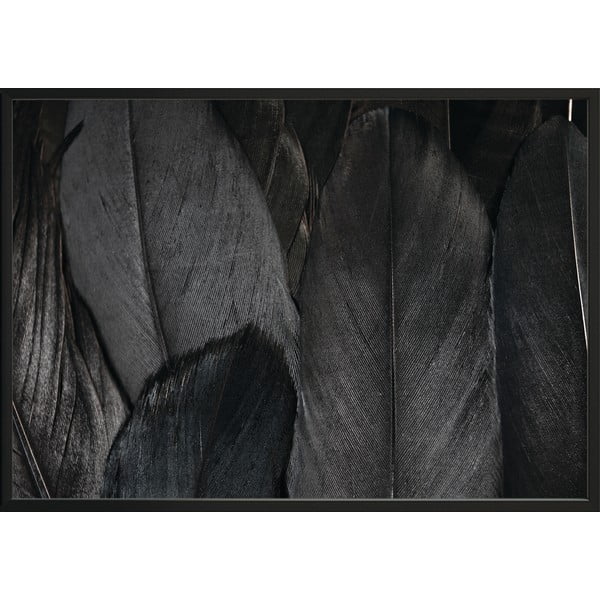 Plakat DecoKing Feathers Black, 70x50 cm