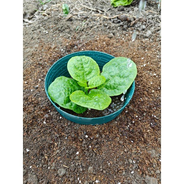 Pierścień nawadniający – Garden Pleasure-image-1