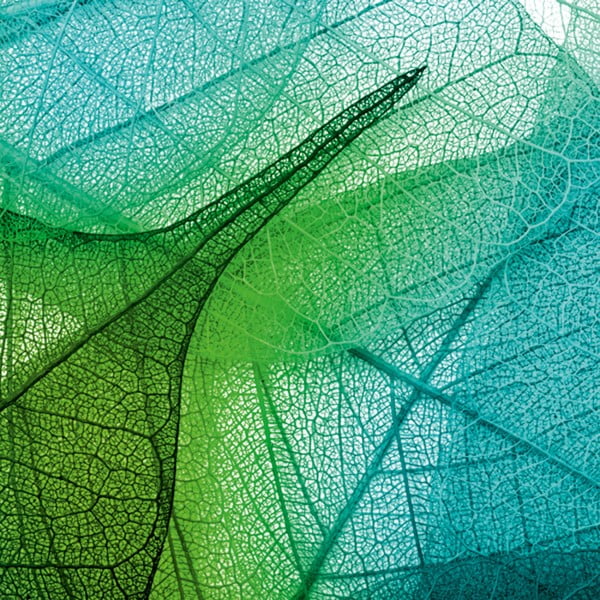 Obraz Struktura liści, 60x60 cm
