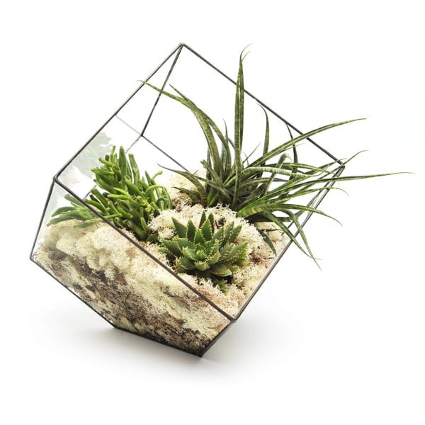 Terrarium z roślinami Super Aztec Cube