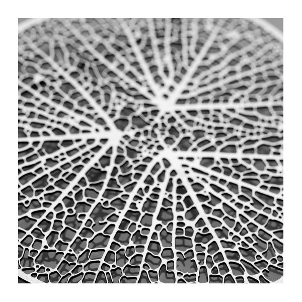 Broszka Xylem-image-2