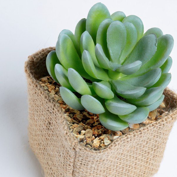 Sztuczny sukulent Kave Home Pachyphytum-image-1