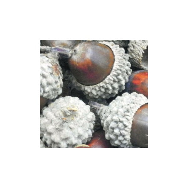 Dywanik Acorn 75x50 cm-image-1