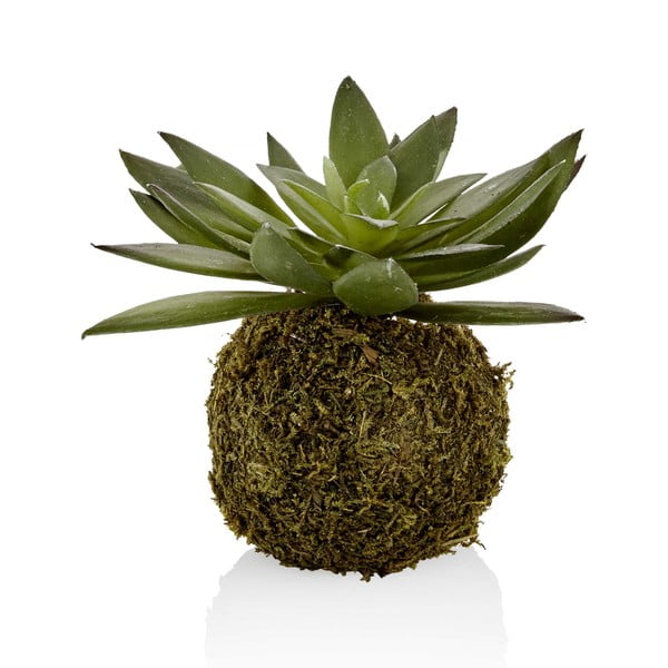 Sztuczna kokedama z sukulentem The Mia Suculla