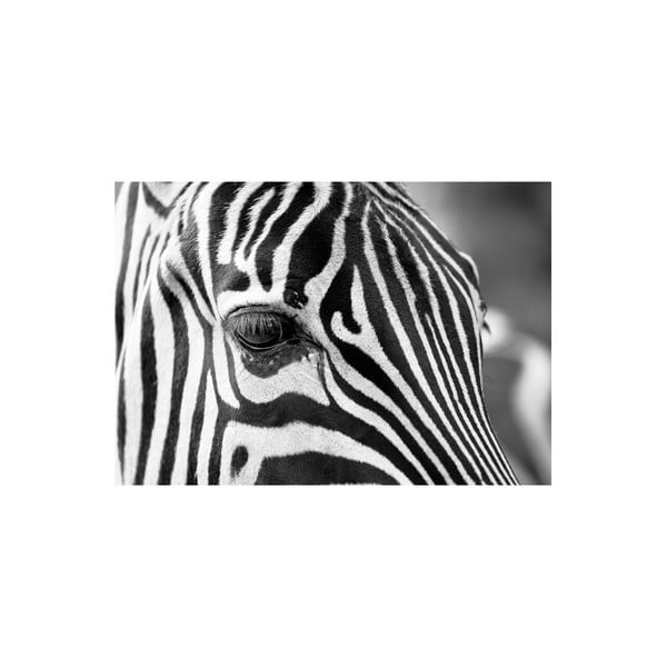 Obraz Zebra, 80x115 cm