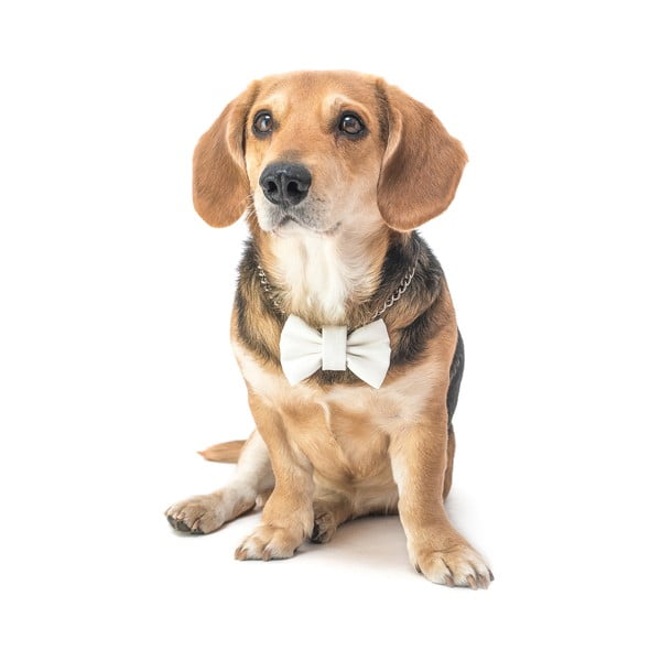 Mucha dla psa Funky Dog Bow Ties, roz. L, biała-image-2