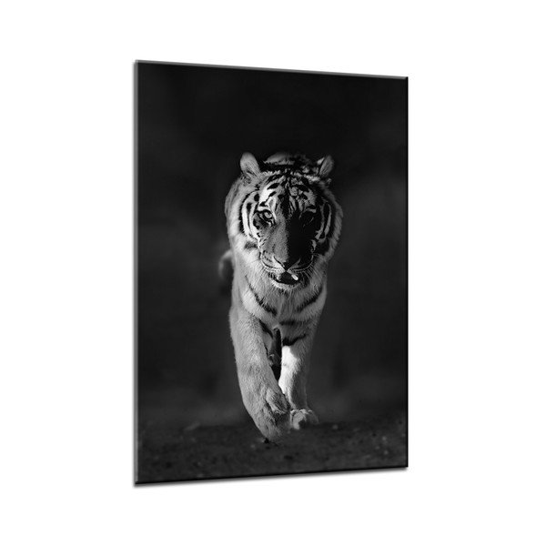 Obraz Styler Glasspik Animals Tiger, 70x100 cm