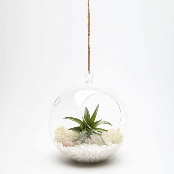 Terrarium z roślinami Globe