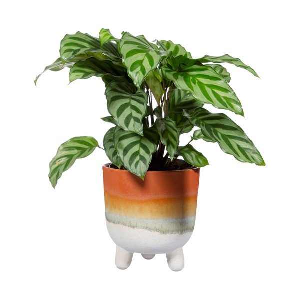 Doniczka w kolorze terakoty Sass & Belle Bohemian Home Mojave, ø 11,7 cm-image-2