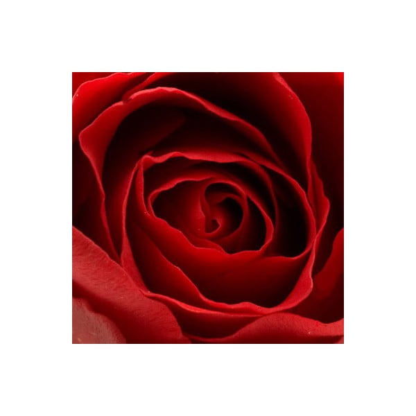 Obraz na szkle Róża IV, 20x20 cm
