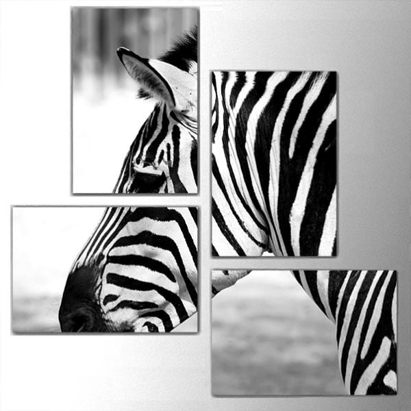 Czteroczęściowy obraz Zebra, 76x76 cm