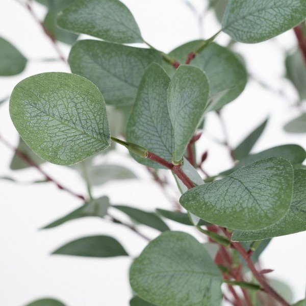 Sztuczny eukaliptus (wysokość 180 cm) Eucalyptus – Ixia-image-1