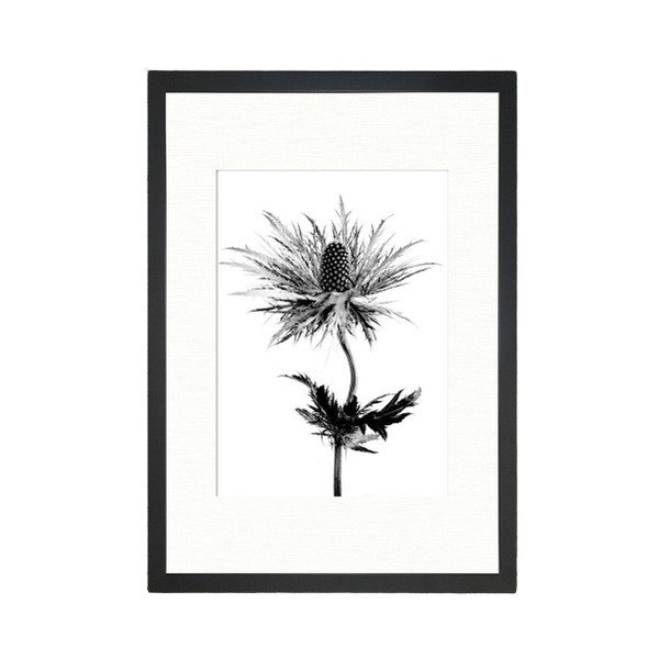 Plakat 24x29 cm Thistle Vibes – Tablo Center