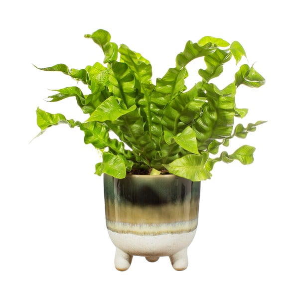 Zielona doniczka Sass & Belle Bohemian Home Mojave, ø 11,7 cm-image-2