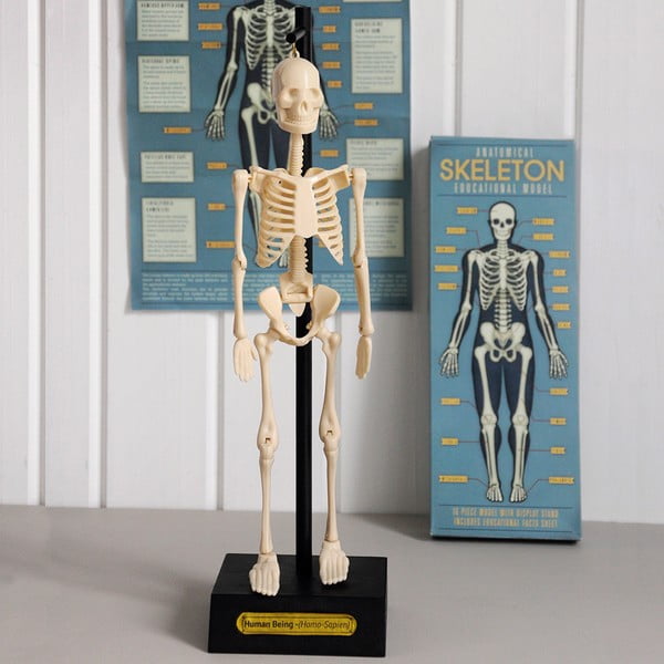Model szkieletu Rex London Anatomical-image-1
