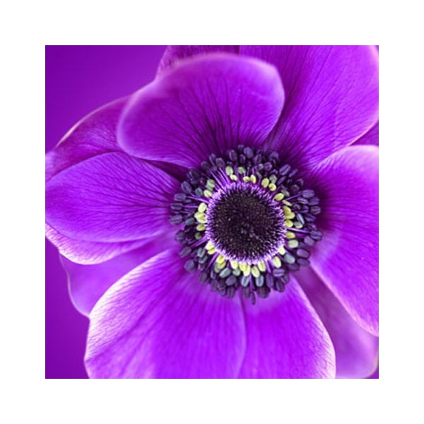 Obraz na szkle Fioletowy kwiat, 50x50 cm