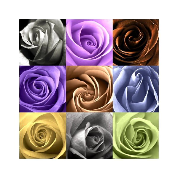 Obraz na szkle Kolorowe kwiaty, 50x50 cm