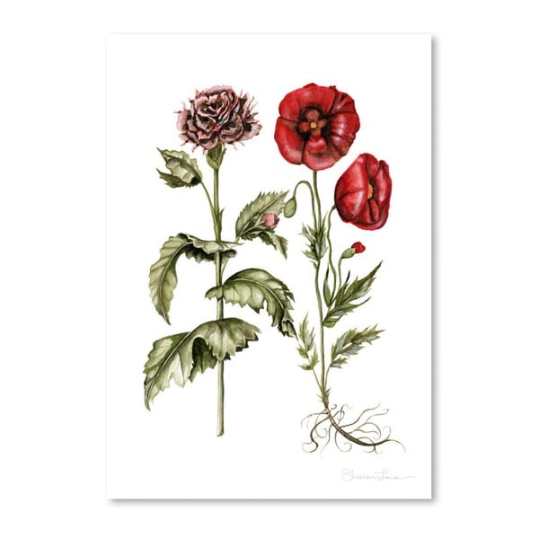 Plakat Americanflat Carnation And Poppies by Shealeen Louise, 30x42 cm