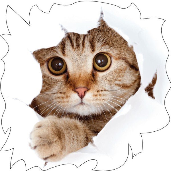 Naklejka Cat Wall-image-2