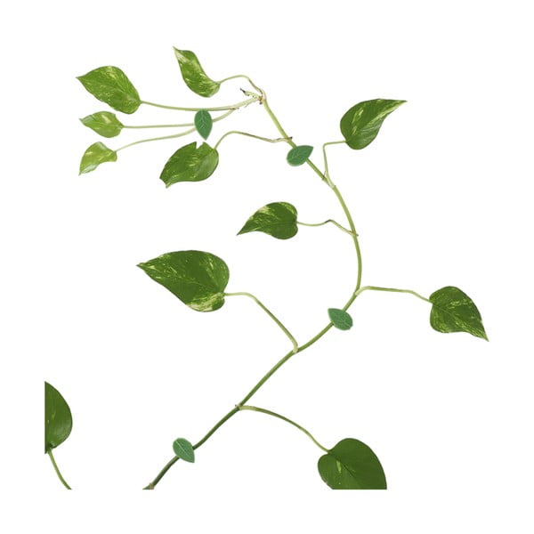 Podpórka do roślin 10 szt. z plastiku z recyklingu (wysokość 3 cm) – Esschert Design-image-2