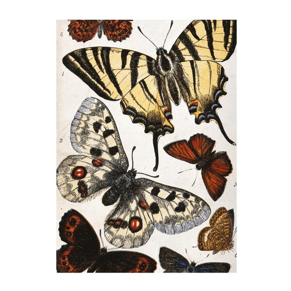 Ścierka kuchenna Jay Biologica Butterflies