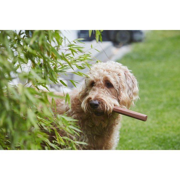 Zabawka dla psa Ramo Sage – MiaCara-image-3