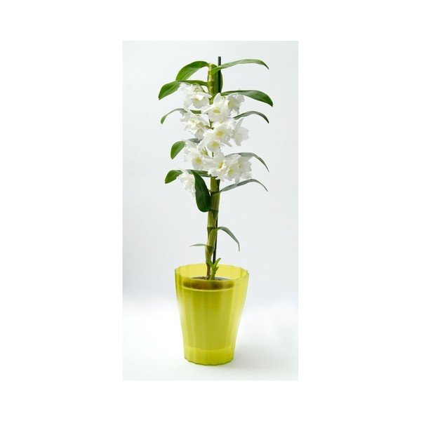 Zielona doniczka Plastia Trasluscent Ola, ø 13,4 cm-image-1