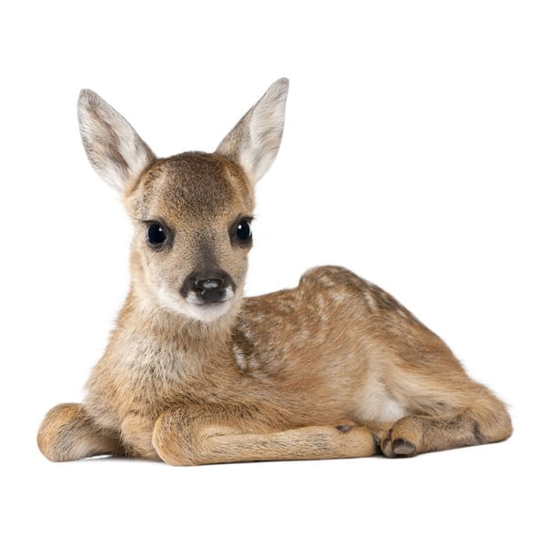 Naklejka ścienna Dekornik Deer Lucy, 67x55 cm