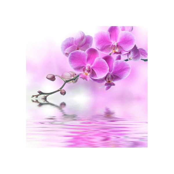 Obraz na szkle Orchidea I, 20x20 cm