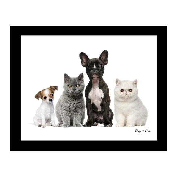 Obraz na płótnie 8mood Cats and Dogs, 50 x 40 cm
