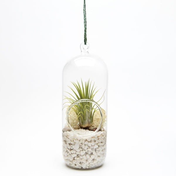 Terrarium z roślinami Cylinder