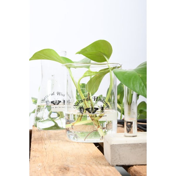 Szklany wazon (wysokość 12 cm) Natural History – Esschert Design-image-2