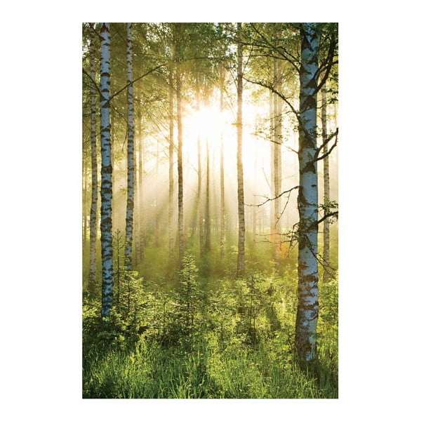 Tapeta wielkoformatowa Prześwitujący las, 158x232 cm